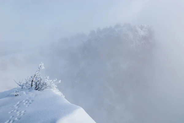 Vinter Krimberg Dimman Med Frostat Träd Och Djurspår Förgrunden — Stockfoto