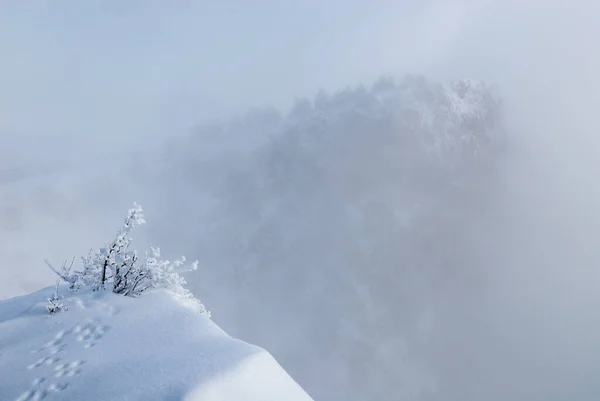 冬天的克里米亚群山在雾中 有一棵结霜的树和一条动物的踪迹在前方 — 图库照片