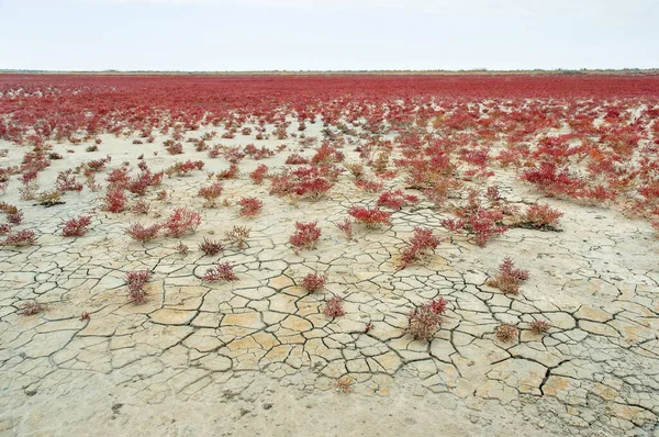 Een Typisch Landschap Van Een Droog Zoutmeer Met Gebarsten Aarde — Stockfoto