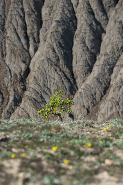 Çorak Topraklar geçmişi olan yalnız yeşil bir ağaç. Seçici bir odak noktası.