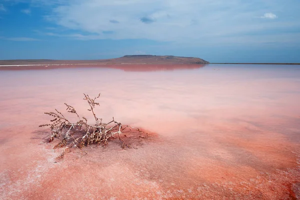Landschap Van Een Roze Zoutmeer Met Een Droge Plant Voor — Stockfoto