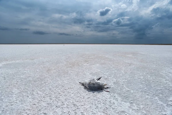 Kuru beyaz tuz gölünün dibinde ölü bir kuş cesedi.