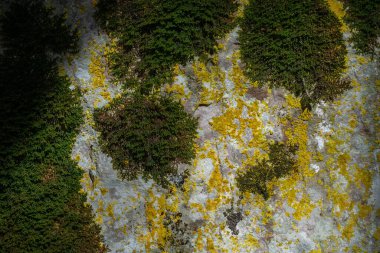 Yeşil yosun dokusu ve gri kireçtaşı üzerindeki sarı lichens.