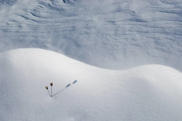 Textura Neve Com Uma Planta Solitária — Fotografia de Stock