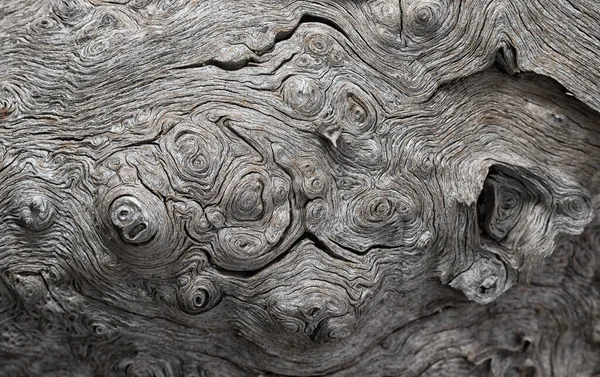 Egy Öreg Tölgyfa Törzsének Szerkezete — Stock Fotó