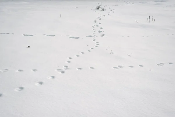 Human and animal tracks in the snow with a small amount of dry plants