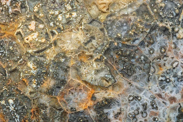Gros Plan Macro Texture Corail Fossilisé Substitué Par Agate — Photo