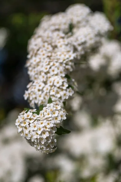Branch Profusely Blooming White Spiraea Selective Focus Blurred Background — Stock Photo, Image