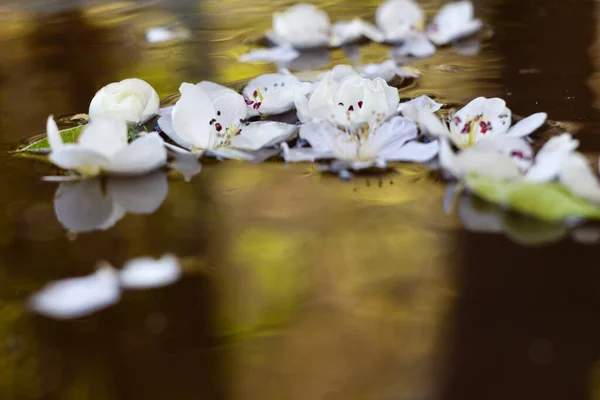 White flowers of pear tree on the water