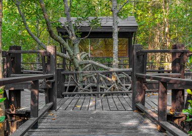 Mangrovlar Pranburi Ormanı Park g Hua hin