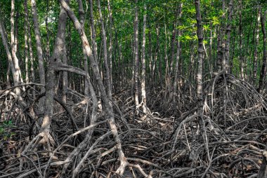 Mangrovlar Pranburi Ormanı Park g Hua hin