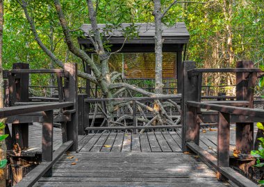 Mangrovlar Pranburi Ormanı Park g Hua hin