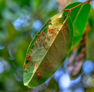 Mangrovlar Pranburi Ormanı Park g Hua hin