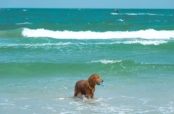 A dog bathes in the sea on a Sunny day