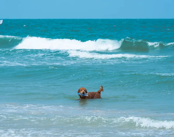 Een Hond Baadt Zee Een Zonnige Dag Stockafbeelding