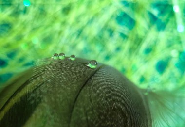 Saf su damlaları kadar güzel bir tüy.