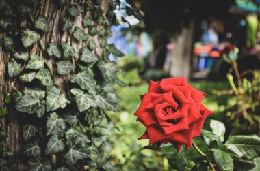 Kırım parkında parlak bir gül