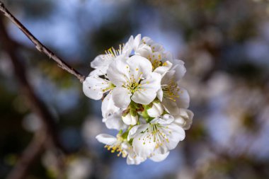 Bahar bahçesinde çiçek açan beyaz kiraz.