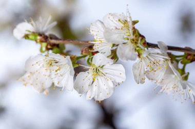 Bahar bahçesinde çiçek açan beyaz kiraz.