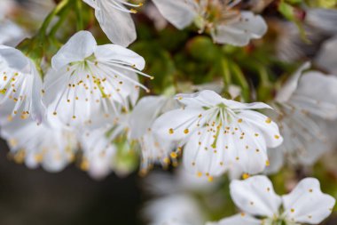 Bahar bahçesinde çiçek açan beyaz kiraz.