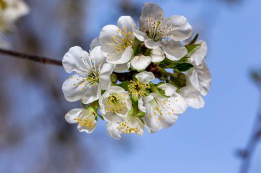 Bahar bahçesinde çiçek açan beyaz kiraz.