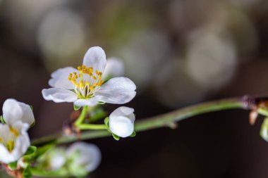 Bahar bahçesinde çiçek açan beyaz kiraz.