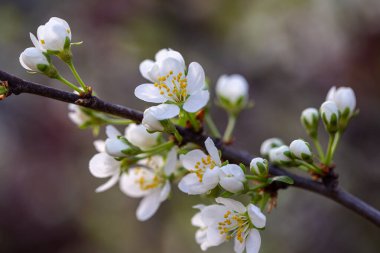 Bahar bahçesinde çiçek açan beyaz kiraz.