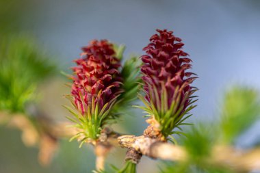 Tarlada 2 genç koni. Kapalı bahar fotoğrafı.