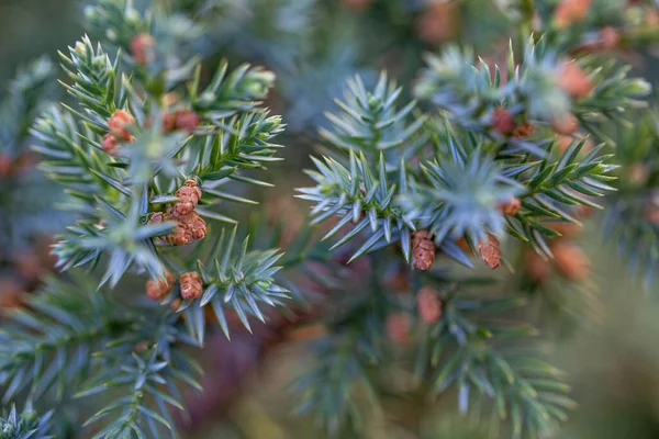 Many Cones Spring Juniper Close Photo Spring Garden — Stock Photo, Image