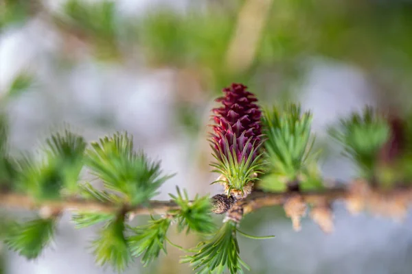Young Cones Larch Close Spring Photo — Stock Photo, Image