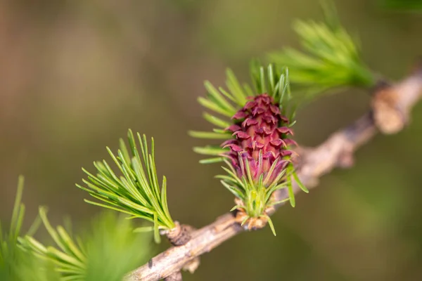 Young Cones Larch Close Spring Photo — Stock Photo, Image