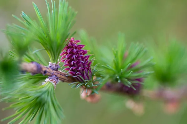 Young Cones Larch Close Sping Photo — Stock Photo, Image