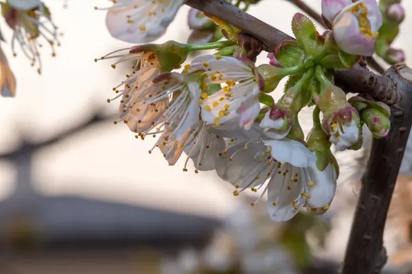 Blooming White Cherry Close Flower Spring Garden — Stock Photo, Image