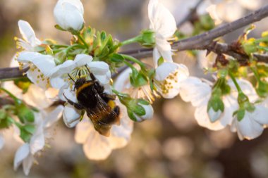 Bahar bahçesinde çiçek açan beyaz kiraz.