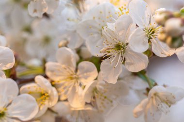 Bahar bahçesinde çiçek açan beyaz kiraz.