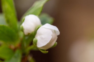 Bahar bahçesindeki ağaçta açan beyaz erik çiçeği.