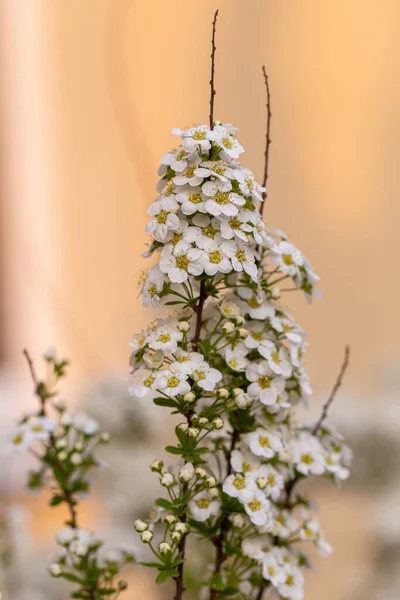 Flor Blanca Espiraea Cerca Flor Jardín Primavera — Foto de Stock