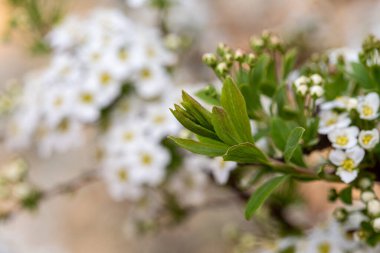Çiçek açan beyaz spiraea bahar bahçesindeki çiçeği kapat.