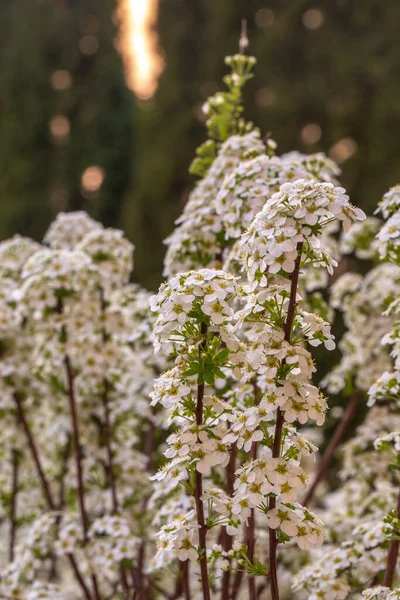 Blooming White Spiraea Close Flower Spring Garden — Stock Photo, Image