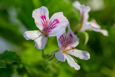 Pencerenin yanında çok renkli pelargonyum çiçekleri yakın plan fotoğraf