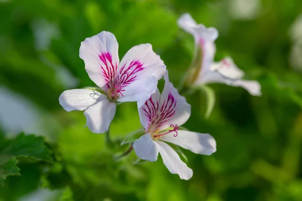 Multicolore Pelargonium Fiori Close Foto Vicino Alla Finestra — Foto Stock