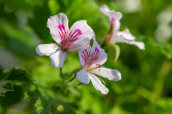 Flores Pelargonio Multicolor Foto Cerca Cerca Ventana — Foto de Stock