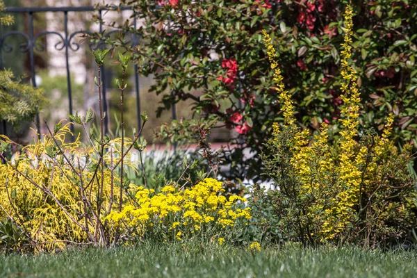 庭の春の花壇 — ストック写真