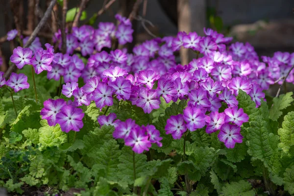 Primavera Primula Viola Fioritura Giardino — Foto Stock
