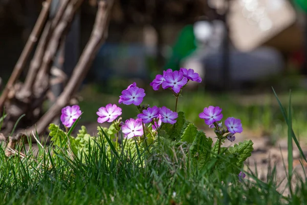 Violet Primrose Spring Blooming Garden — Stock Photo, Image