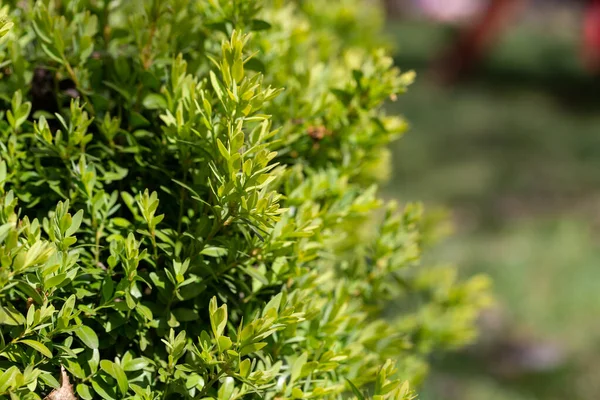 Jonge Groene Scheuten Van Buxus Bush Voorjaarstuin — Stockfoto