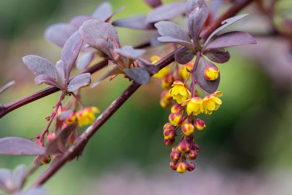 Fiori Gialli Cespuglio Crespino Con Foglie Rosse — Foto Stock