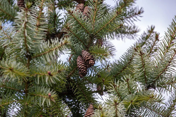 Old Cones Pine Tree Garden — Stock Photo, Image