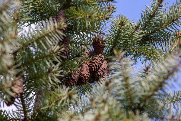 Vecchi Coni Sul Pino Giardino — Foto Stock