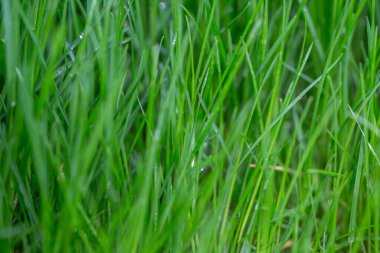 Bahçedeki bahar yağmurundan sonra çimlerin üzerine su damlaları. Makro fotoğraf